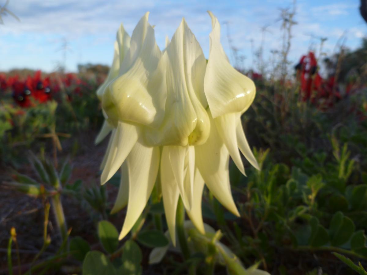 Sturt on sale desert pea